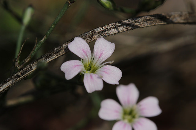 Petrorhagia saxifraga