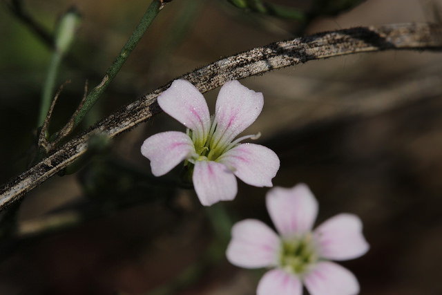 Petrorhagia saxifraga