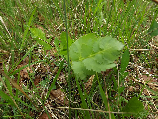 Herbe aux cerfs