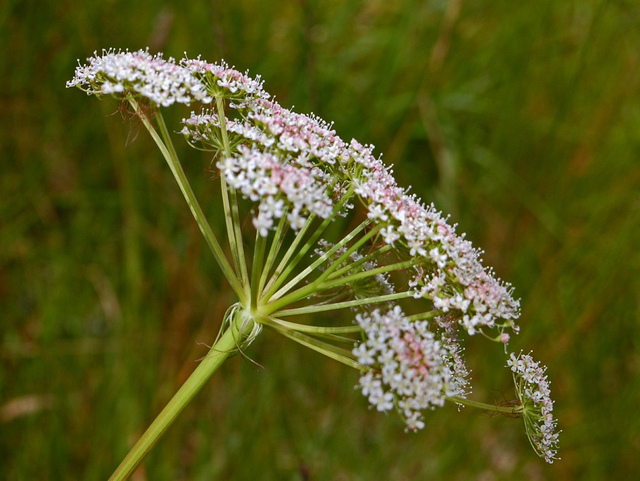 Herbe aux cerfs