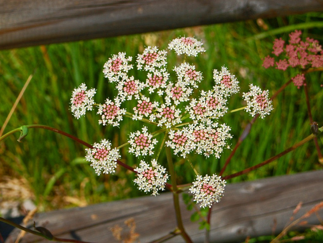 Herbe aux cerfs