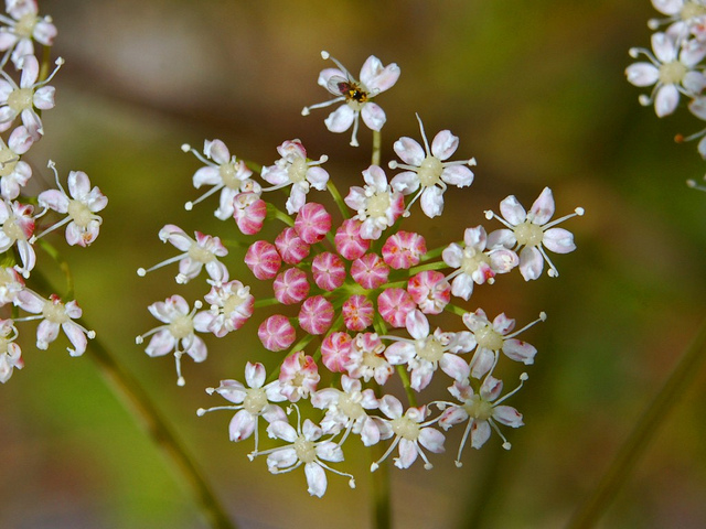 Herbe aux cerfs (Peucedanum cervaria)