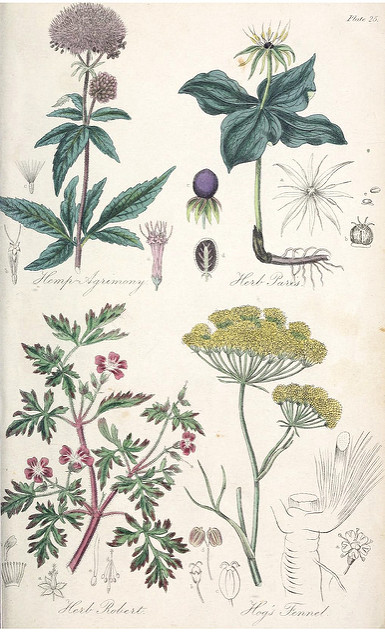 Fenouil de porc (Peucedanum officinale)