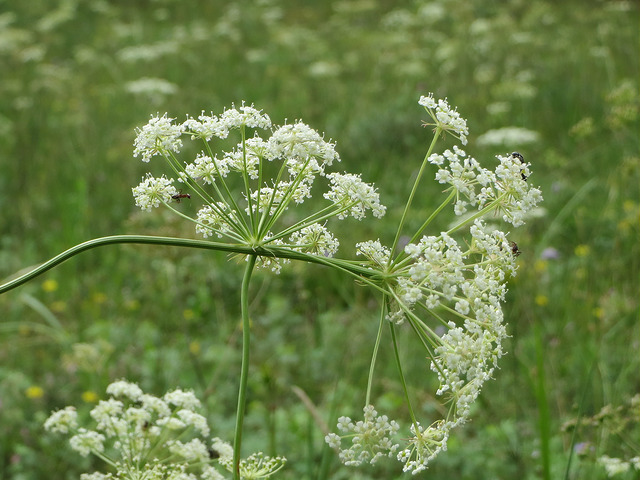 Peucédan des montagnes (Peucedanum oreoselinum)