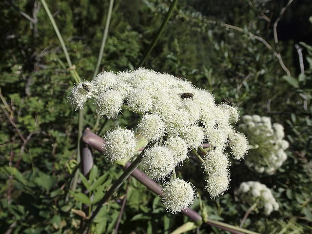 Benjoin (Peucedanum ostruthium)