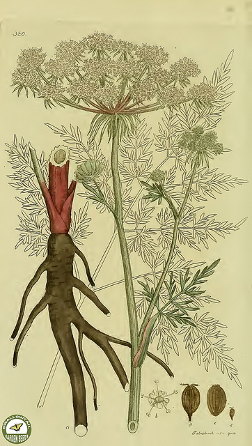 Persil des marais (Peucedanum palustre)