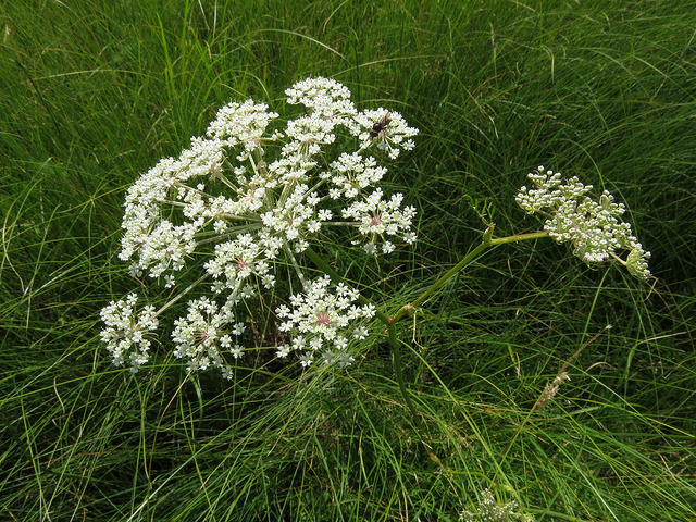 Persil des marais