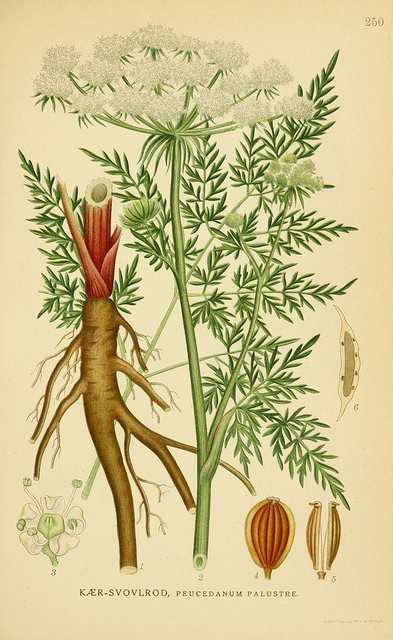 Persil des marais