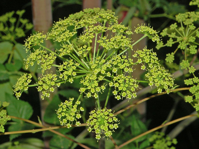 Peucédan verticillé (Peucedanum verticillare)