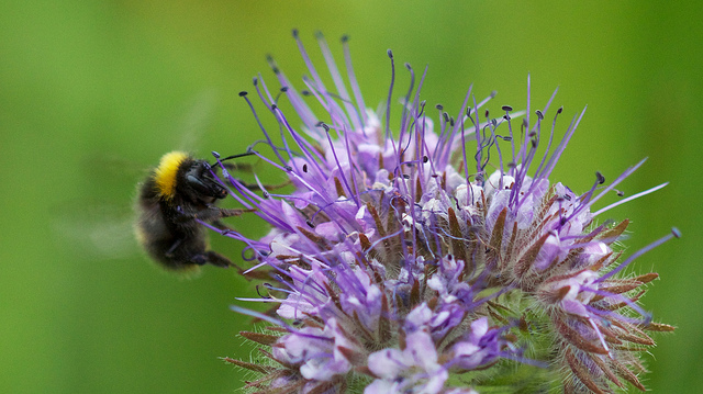 Phacélie à feuilles de tanaisie