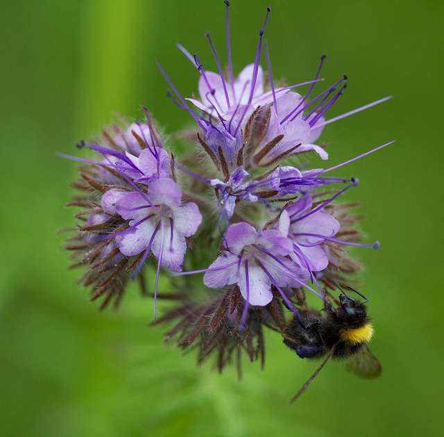 Phacélie à feuilles de tanaisie