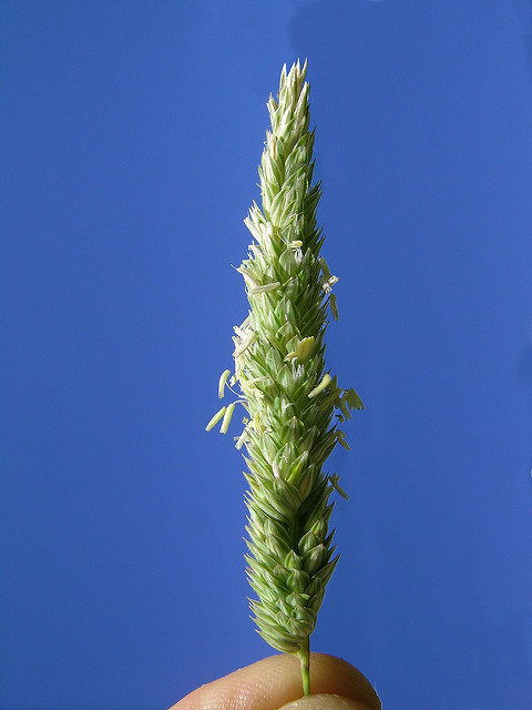 Alpiste aquatique (Phalaris aquatica)