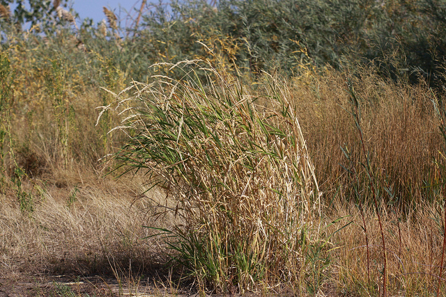 Baldingère faux-roseau (Phalaris arundinacea)