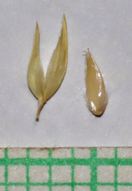 Baldingère faux-roseau