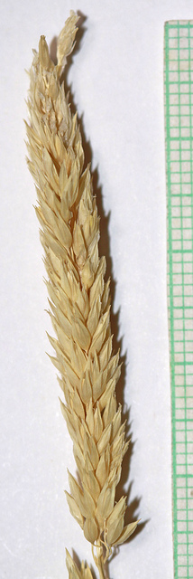 Baldingère faux-roseau