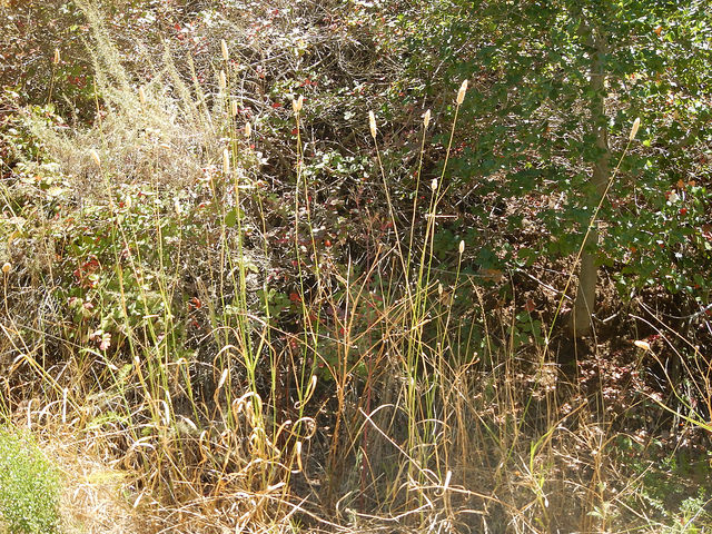 Petit alpiste (Phalaris minor)