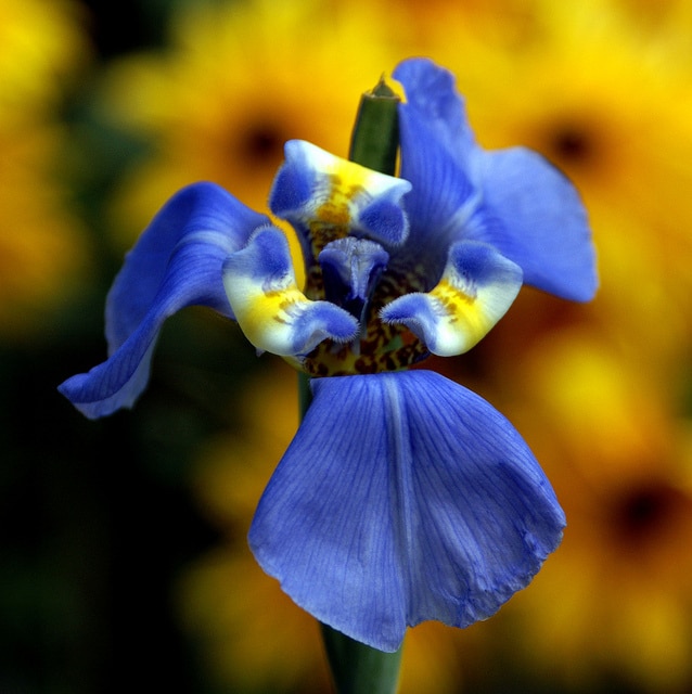 Phalocallis coelestis