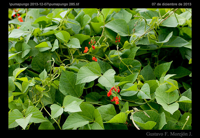 Phaseolus coccineus