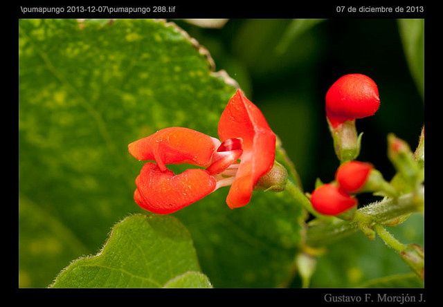 Phaseolus coccineus