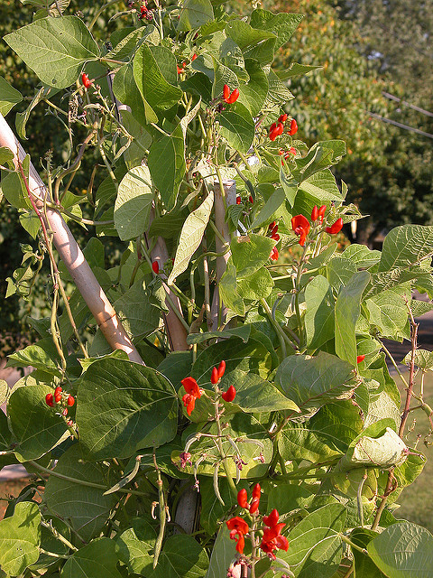 Phaseolus coccineus
