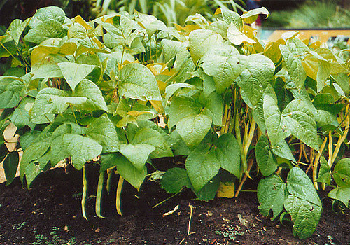 Haricot (Phaseolus vulgaris)