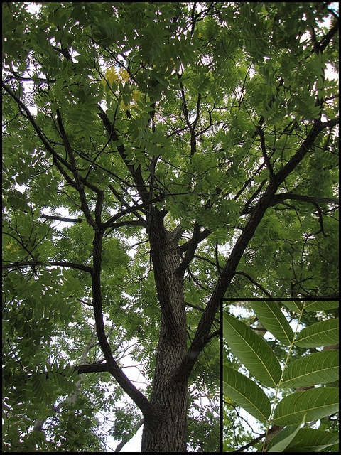 Phellodendron amurense