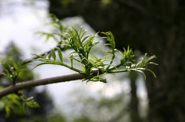 Phellodendron amurense