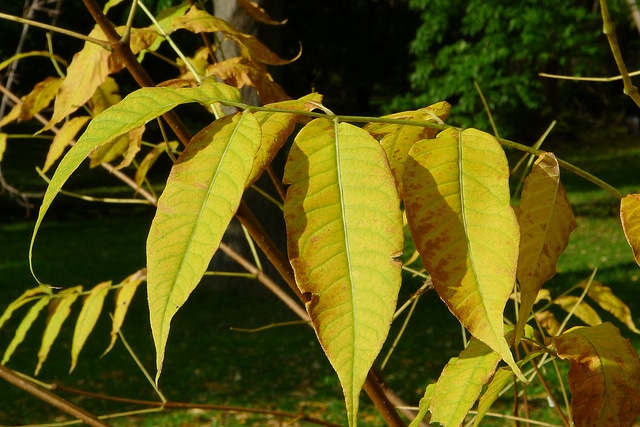 Phellodendron amurense