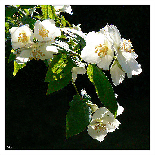 Seringat commun (Philadelphus coronarius)