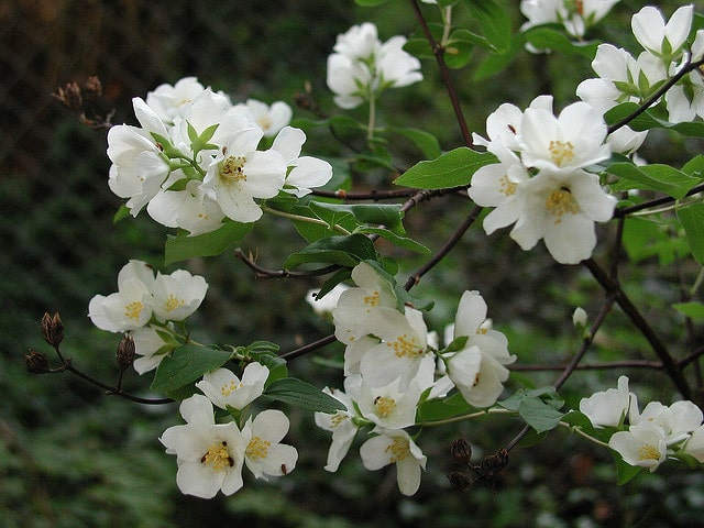 Seringat de lewis (Philadelphus lewisii)