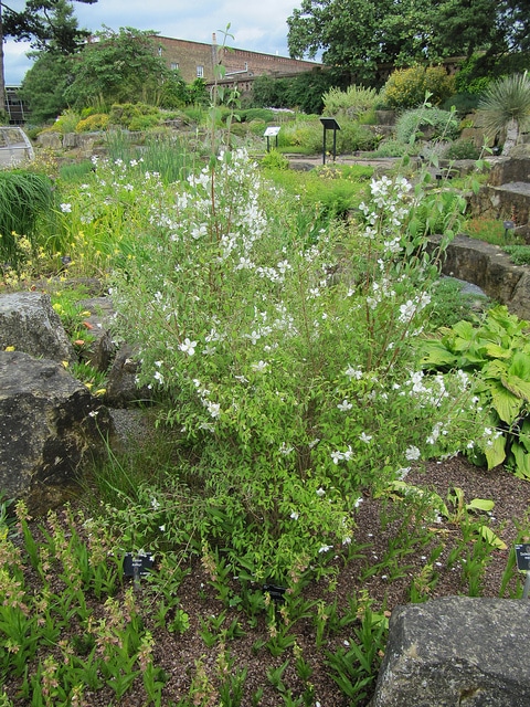 Philadelphus microphyllus