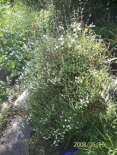 Philadelphus microphyllus