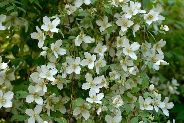 Philadelphus microphyllus