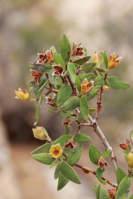 Philadelphus microphyllus