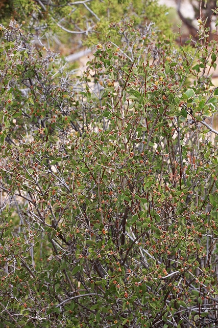 Philadelphus microphyllus