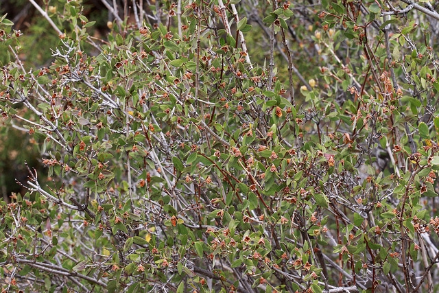 Philadelphus microphyllus