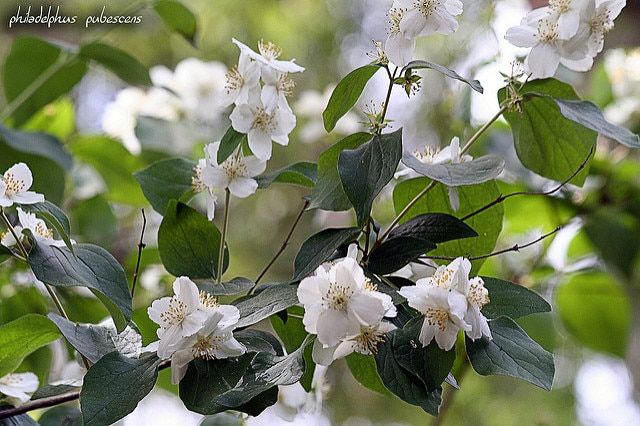 Séringa pubescent (Philadelphus pubescens)