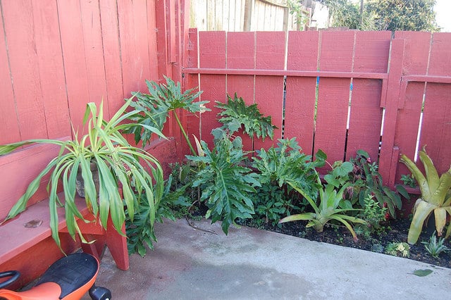 Philodendron bipinnatifidum