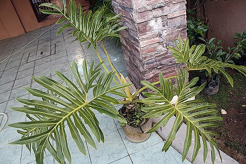 Philodendron bipinnatifidum