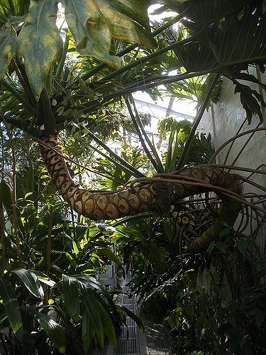 Philodendron bipinnatifidum