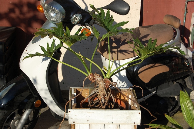 Philodendron bipinnatifidum