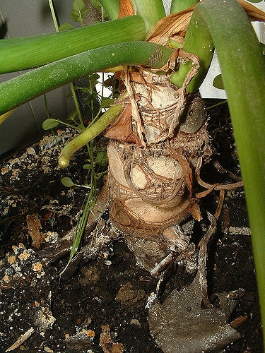 Philodendron bipinnatifidum