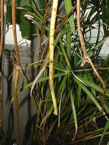 Philodendron bipinnatifidum