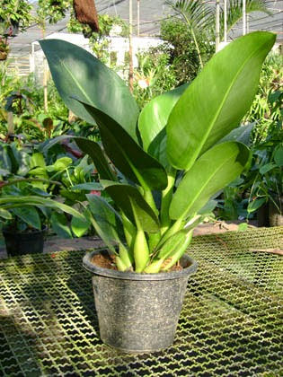 Philodendron martianum