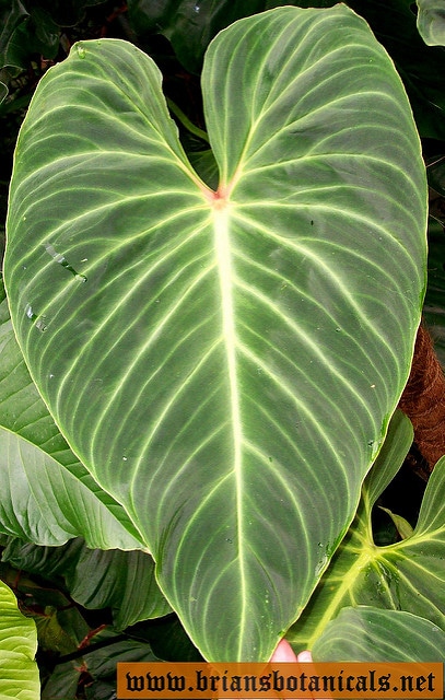 Philodendron melanochrysum