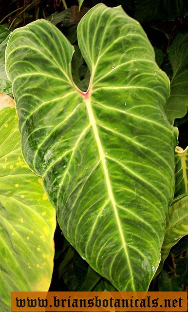 Philodendron melanochrysum