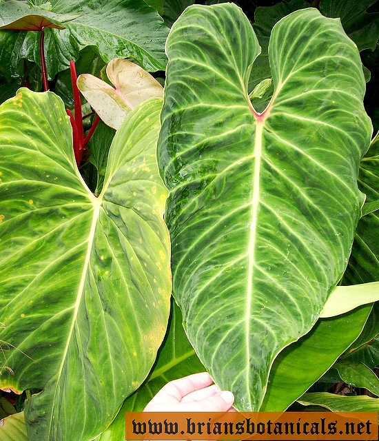 Philodendron melanochrysum
