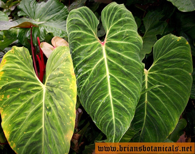Philodendron melanochrysum