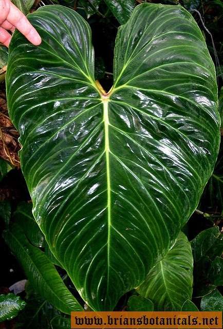 Philodendron melanochrysum
