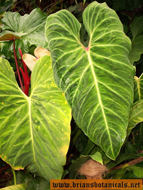 Philodendron melanochrysum